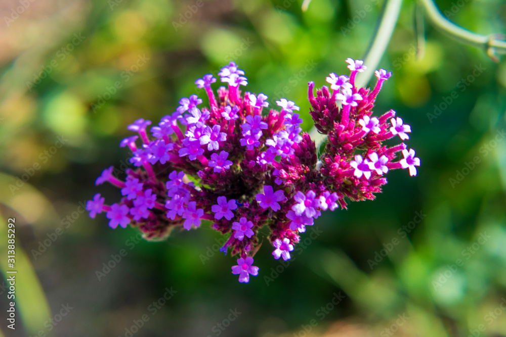 Tiny Pretty Purple Flowers With A Blurred Background Tiny Pretty Purple Flowers With A Blurred Background