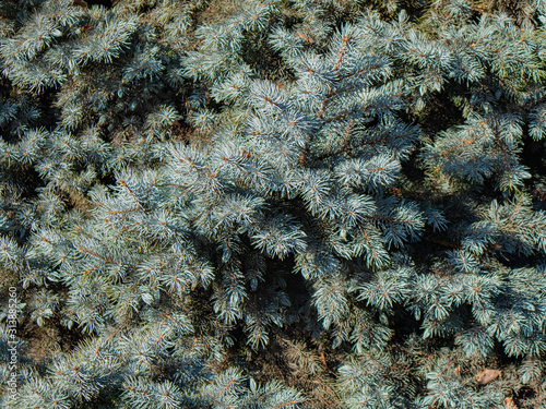 A Solid Carpet Of Paws, Needles And Branches Of Blue Spruce. Perhaps The Use Of Creating Compositions