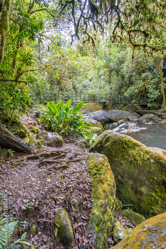 Costa Rica. Small river in the Los Quetzales National Park  Spanish  Parque Nacional Los Quetzales .