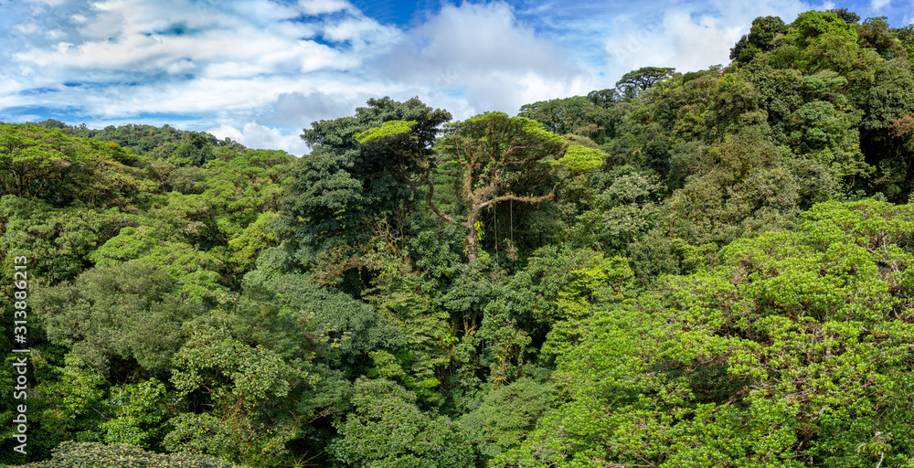 Costa Rica. Tropical forest in the province of Guanacaste.