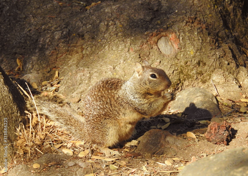 Obraz premium California ground squirrel eating nuts in the Sequoia National Forest, Potwisha Campground, California. 