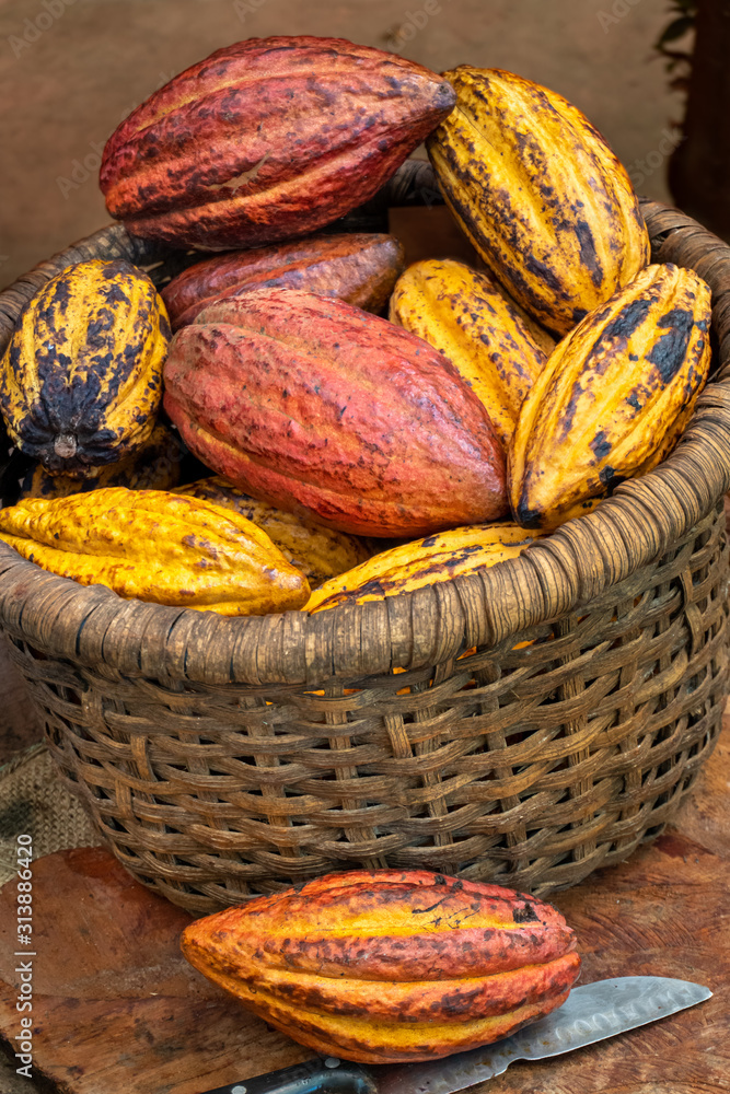 Cocoa pods in a basket.