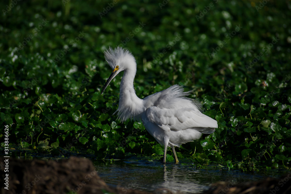 Fototapeta premium Herons