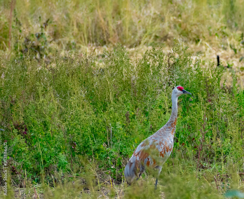 Bird Photography, Sandhill Cranes, Canadian Geese, Wildlife Portraits, Outdoor Wetlands, Nature Refuge, Feathers, Plumage Bird Photography, Sandhill Cranes, Canadian Geese, Wildlife Portraits, Outdoor Wetlands, Nature Refuge, Feathers, Plumage