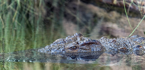 Wild Reptile Alligator in a River