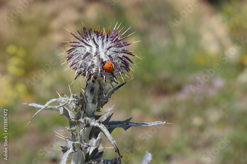 A seven spot ladybug feeding on a milk thistle in the Sespe wilderness, in the Los Padres National Forest, California.