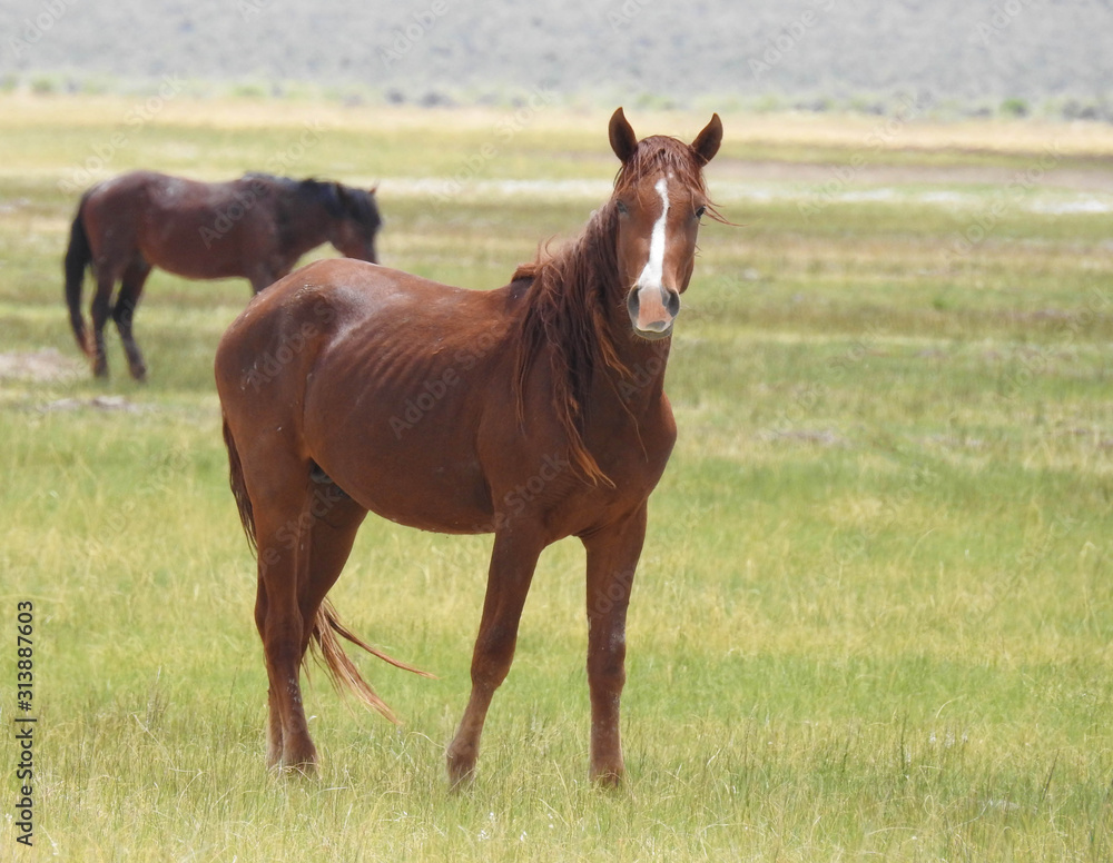 Fototapeta premium Wild horses roaming the Adobe Valley floor and foothills, in the Eastern Sierra Nevada Mountains, California.