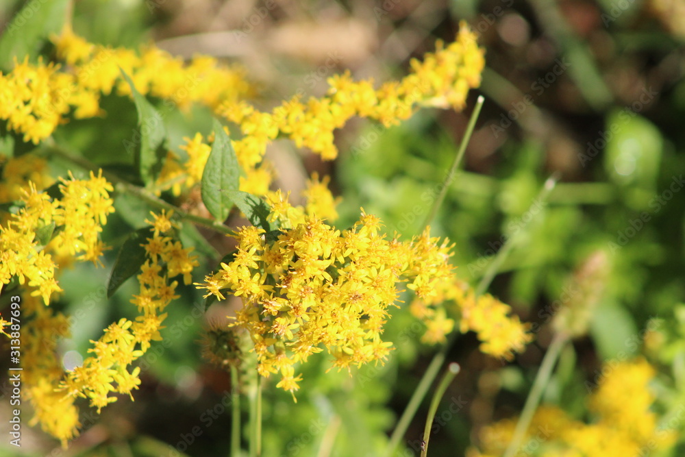 Obraz premium Bright As The Sun