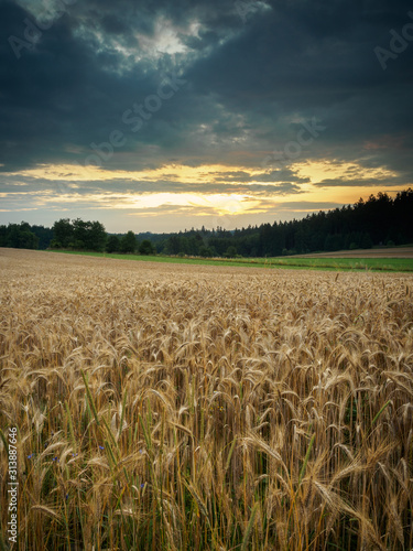 Evening mood at a grain field in the Waldviertel in Lower Austria © pictureserver