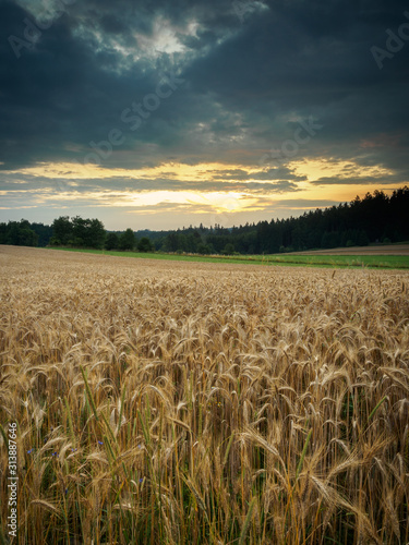 Evening mood at a grain field in the Waldviertel in Lower Austria