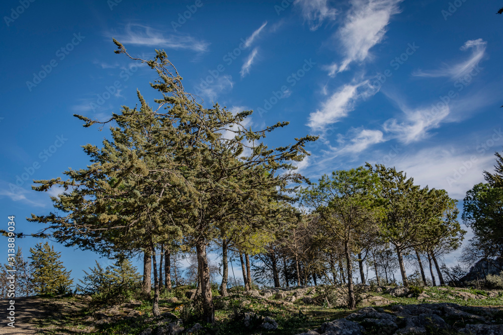 Obraz premium tree in the park