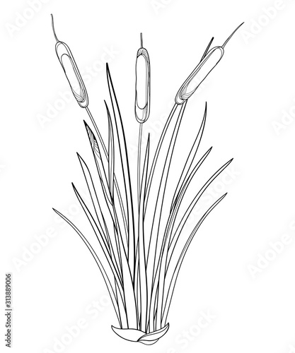 Outline Bulrush or reed or cattail or typha bunch with leaves in black isolated on white background. 