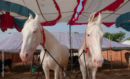 Bild auf Leinwand Two white albino Marwari horses at Camel and horse fair in Pushkar - Rajasthan,