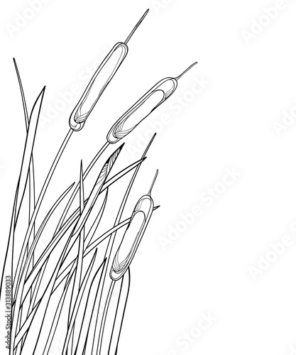 Corner bunch of outline Bulrush or reed or cattail with leaves in black isolated on white background. 