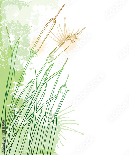 Corner bunch of outline Bulrush or reed or cattail or typha with leaves in pastel green on the white background. 