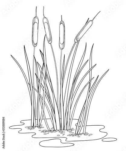 Outline Bulrush or reed or cattail or typha bush with leaves in black isolated on white background.