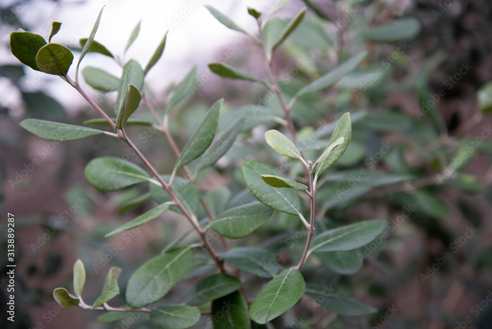 Young feijoa tree, large leaves and trunks. Young feijoa tree, large leaves and trunks.