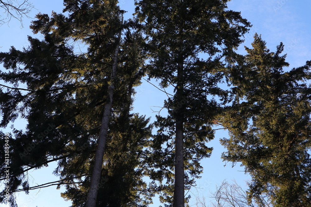 Obraz premium Bäume, Wald