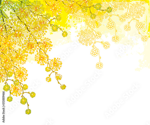 Corner bouquet with ornate outline Mimosa or Acacia dealbata or silver wattle flower on the pastel yellow background. 