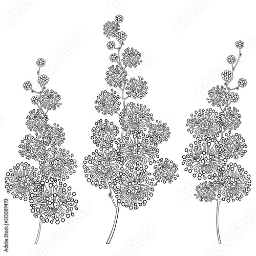 Set of outline Mimosa or Acacia dealbata or silver wattle flower bunch in black isolated on white background.