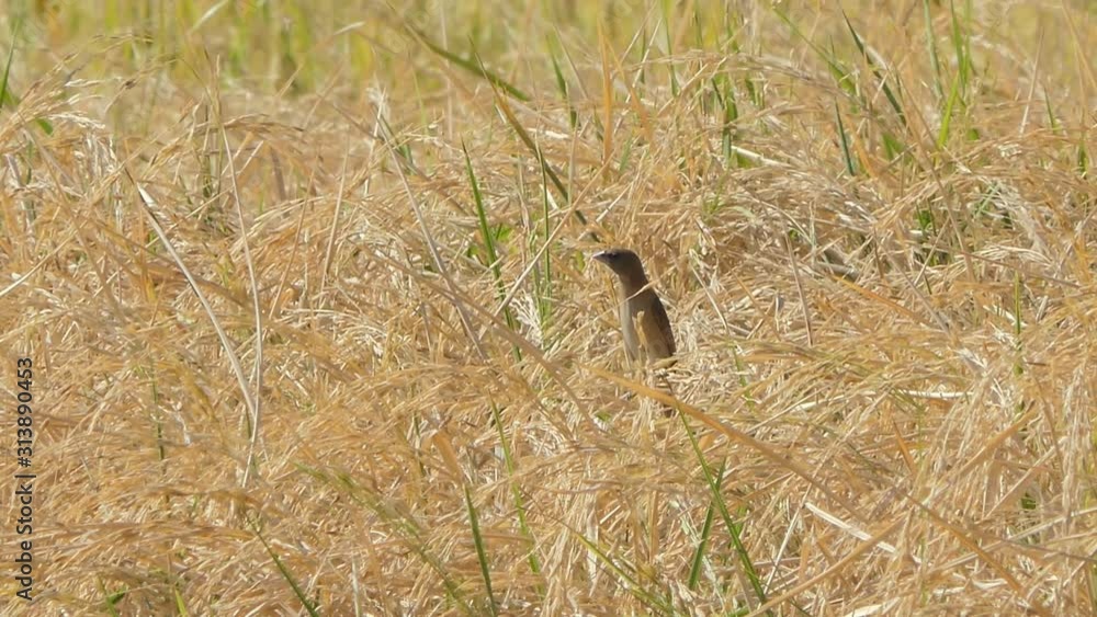 Brown bird in paddy field. Brown bird in paddy field.