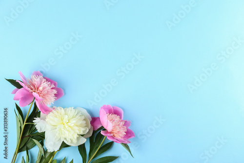 Fototapeta Naklejka Na Ścianę i Meble -  Beautiful peony flowers closeup over textured background with a lot of copy space for text. International women's mother's valentine's first spring day. Close up, top view, backdrop, flat lay.