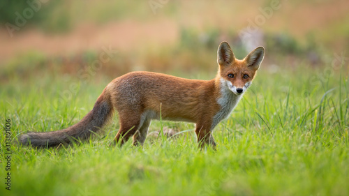 Curious red fox, vulpes vulpes, cub standing on a glade with vivid green grass and facing camera in summertime with blurred background. Young wild animal in nature. © WildMedia