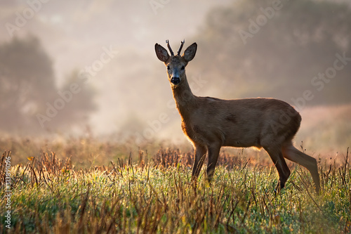 Interested roe deer  capreolus capreolus  buck watching on a field with green grass wet with dew in the summer morning. Male mammal in nature  Slovakia  Europe.