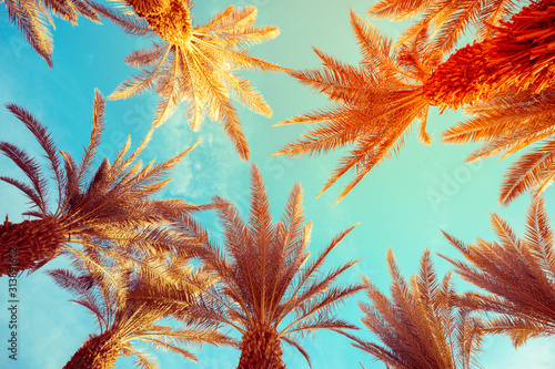 Tops of palm trees against the blue sky. Tropical nature background. Palm trees bottom view © vvvita