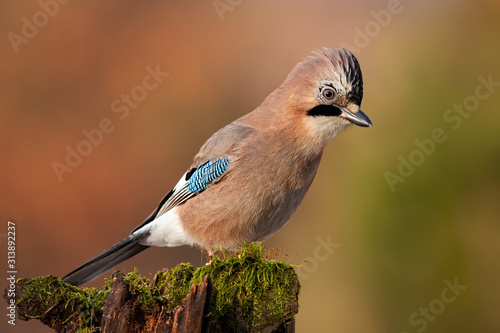 Eurasian jay, garrulus glandarius, sitting on top of old tree trunk with green moss at sunset. Interested wild bird with brown and turquoise plumage from side view in nature.