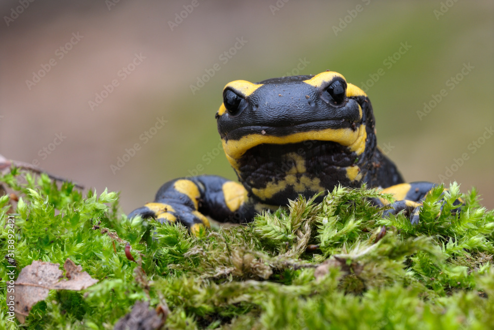 Feuersamamander Salamandra salamandra Feuersamamander Salamandra salamandra