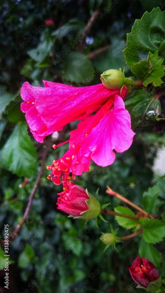 Fototapeta premium red flower in the garden