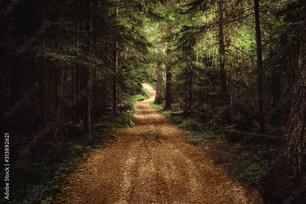 Fototapeta premium Remote, unpaved, winding country road in the dense forest.