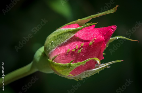 Aphids in a beautiful rose bud