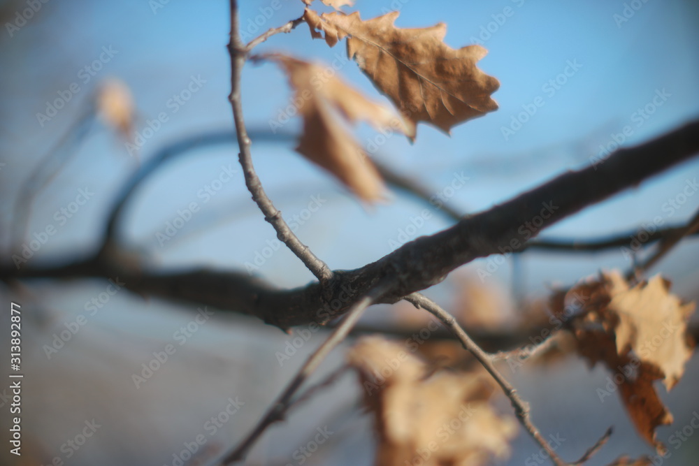 winter oak leaves on blurry sky background winter oak leaves on blurry sky background
