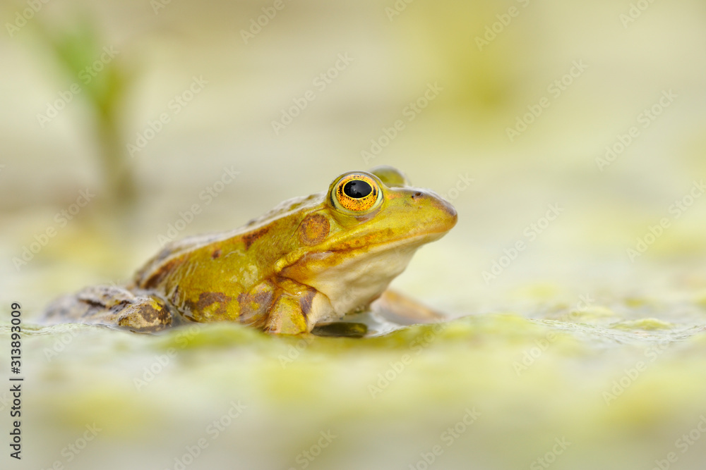Fototapeta premium Kleiner Wasserfrosch Rana lessonae