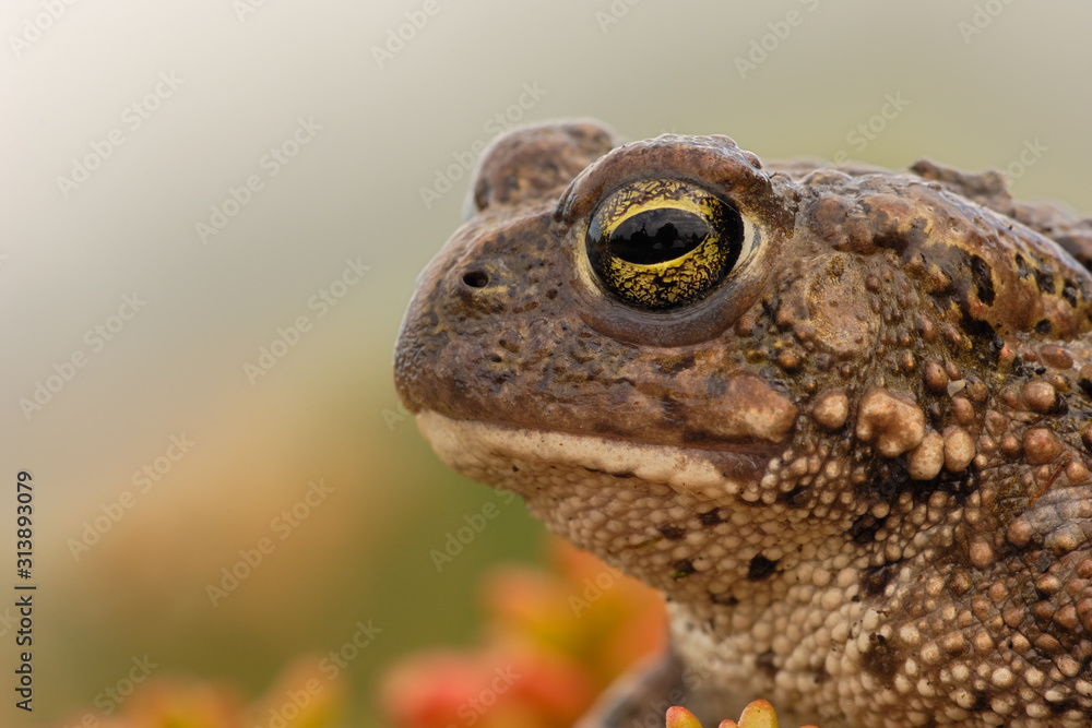 Fototapeta premium Kreuzkröte Bufo calamita