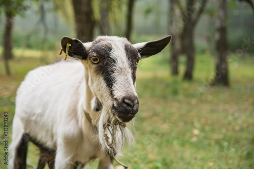 Close up portrait of adult goat grassing on green summer meadow field at countryside on pasture