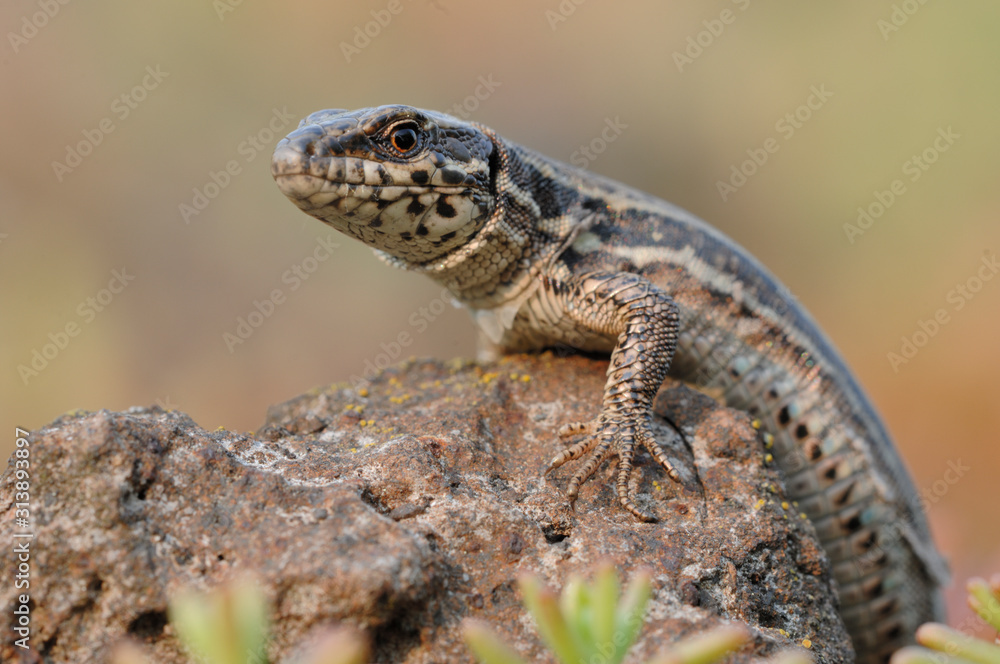 Mauereidechse Podarcis muralis sp Mauereidechse Podarcis muralis sp