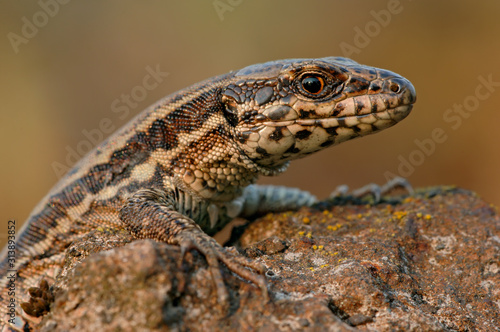 Wallpaper Mural Mauereidechse Podarcis muralis sp Torontodigital.ca