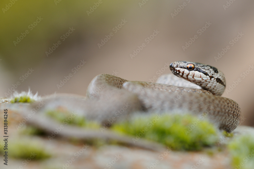 Fototapeta premium Schlingnatter Coronella austriaca