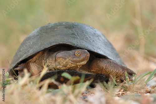 Wallpaper Mural Pelomedusenschildkröte Pelomedusidae Torontodigital.ca