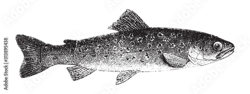 Salmo trutta fario or river trout / vintage illustration from Brockhaus Konversations Lexikon 1908