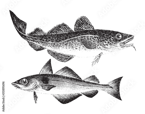 Atlantic cod - Gadus morrhua (above) and Haddock - Melanogrammus aeglefinus (under) / vintage illustration from Brockhaus Konversations Lexikon 1908