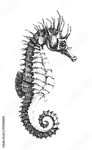 Short-snouted seahorse (Hippocampus antiquorum) / vintage illustration from Brockhaus Konversations Lexikon 1908