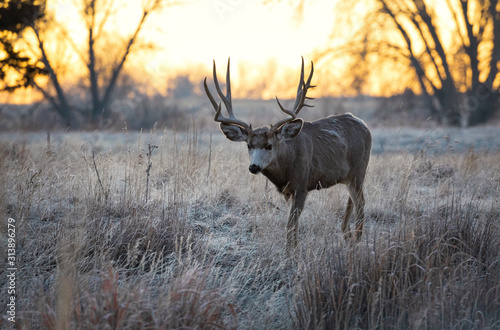 DEER ELK WHITETAIL MULE DEER