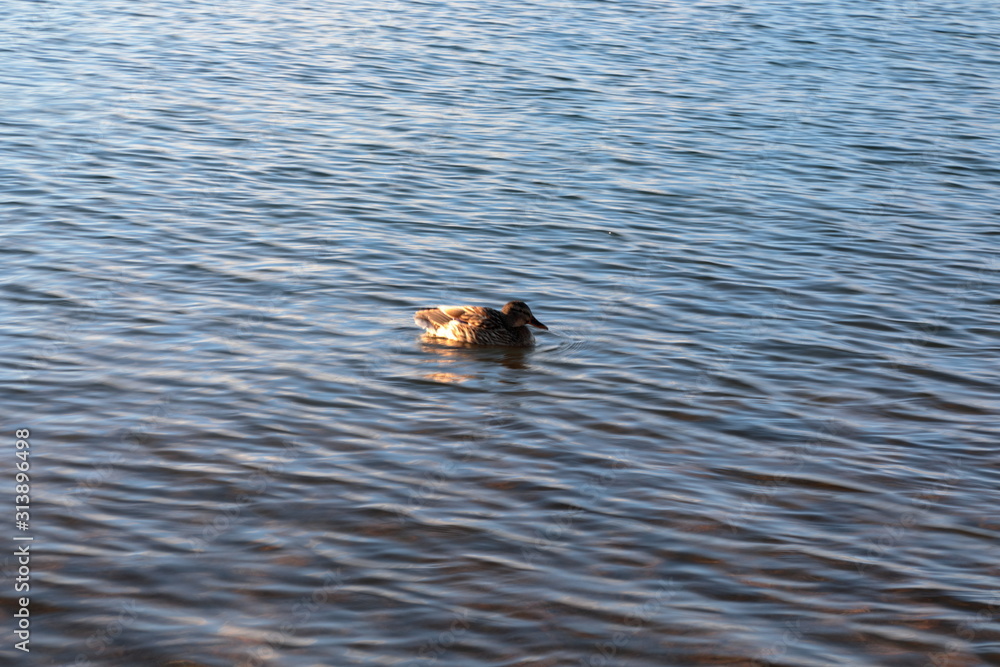 Fototapeta premium Ducks near the shores of a lake in winter.