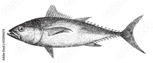 Atlantic bluefin tuna (Thunnus thynnus) / vintage illustration from Brockhaus Konversations Lexikon 1908
