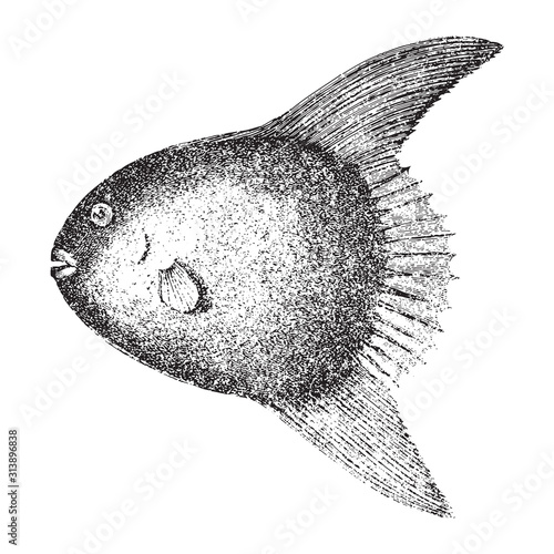 Ocean sunfish or common mola (Mola mola) / vintage illustration from Brockhaus Konversations Lexikon 1908