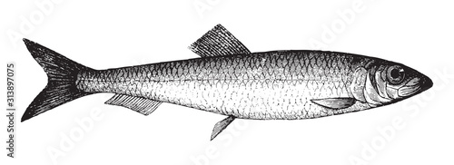 Atlantic herring (Clupea harengus) / vintage illustration from Brockhaus Konversations Lexikon 1908